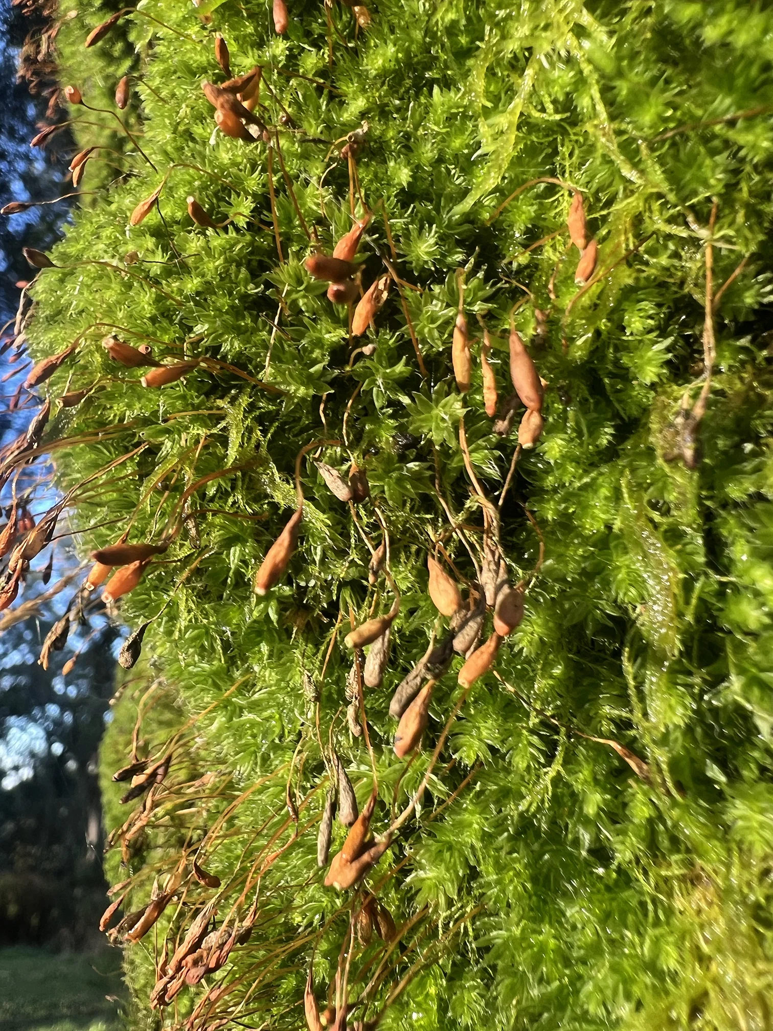 Moss with sporophytes catching golden light