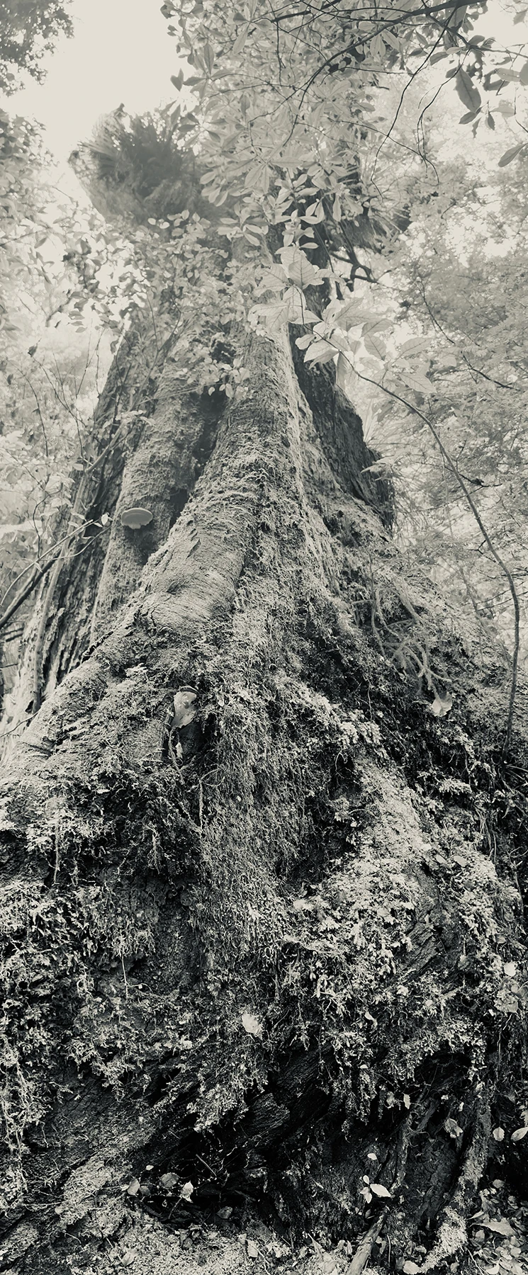 A large moss-covered tree photographed from below in black and white